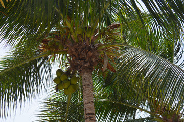 view of the palm from below