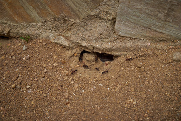 Ant on Marimurtra Botanical garden in Blanes, Catalonia.