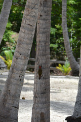 several palm trunks with a small woodpecker bird