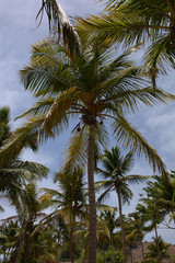 Fototapeta na wymiar palm trunks and leaves as a background