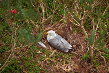 Seagull on Marimurtra Botanical garden in Blanes, Catalonia.