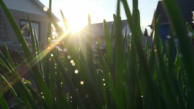 Green wet plants in the garden at sunset with buildings on the background