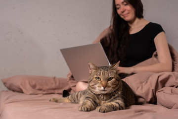 The concept of social distance and isolation. Work from home remotely over the Internet. A young woman works at home on a computer and a cat is next to her. Quarantine.