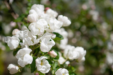 Many small white flowers on the branch of a blooming Apple tree: space for text
