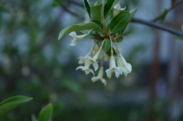 Soft macro focus delicate small flowers of Elaeagnus umbellata. Spring miracle of this blooming plant. Selective focus.