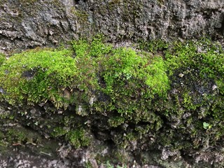 watermelon in a basket that is sold in the market
