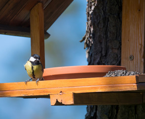 Naklejka premium Close up Great tit, Parus major bird perched on the bird feeder table with sunflower seed. Bird feeding concept. Selective focus.