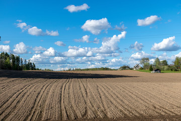 Fototapeta na wymiar cultivated field in spring, small white clouds in the sky