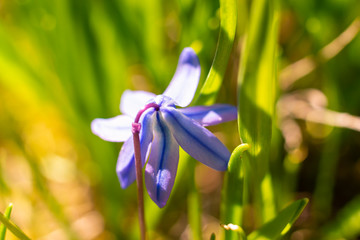 Siberian squill - a species of perennial belonging to the asparagus family.