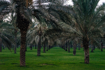 The Park with green grass is filled with large palm trees with thick trunks and long leaves | UNITED ARAB EMIRATES, SHARJAH - 17 OCTOBER 2017.