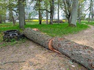 old large log, big restricted tree was cutting by human in the pass in park