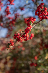 Wild Red Aronia Berries