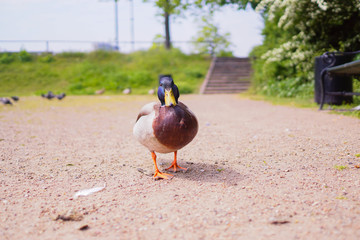 duck in the park