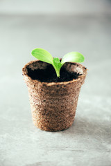 Seedlings in peat pots. Baby plants seeding. Spring planting. Early sprouts, grown from seeds in boxes at home. Agriculture, organic gardening, planting or ecology concept. New life concept