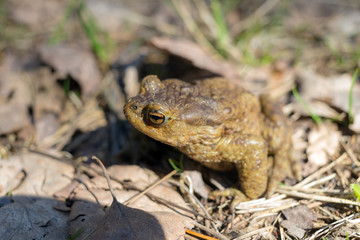 toad on a sunny day