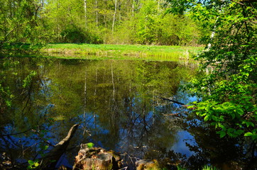 Blue water in a forest lake with pine trees
