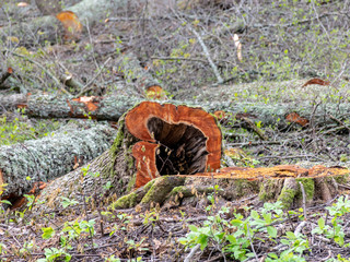 old large log, big restricted tree was cutting by human in the pass in park