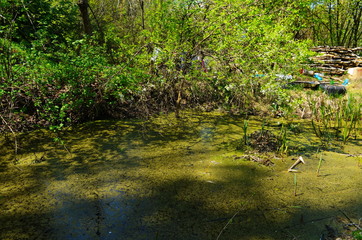 Blue water in a forest lake with pine trees