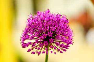 close up of a flower