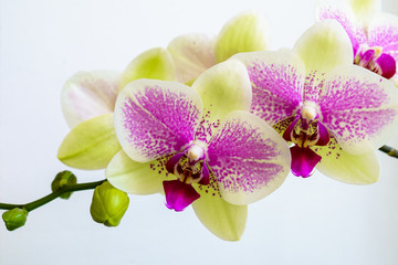 The branch with two inflorescences green-purple orchid 