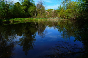 Fototapeta premium Blue water in a forest lake with pine trees