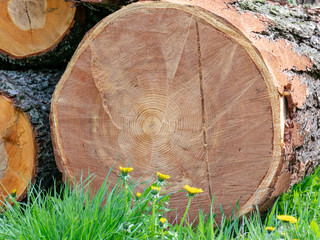 cut wood tree section with cracks and annual rings, flat wooden surface with annual rings, natural...