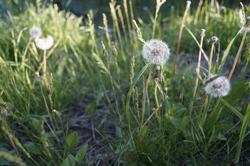 dandelions in the grass