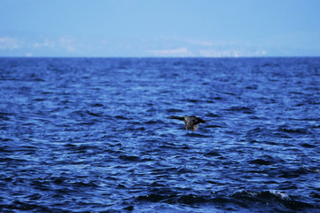Fototapeta premium Cormorant in flight over water