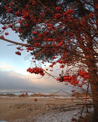 
Autumn mountain ash tree on the shore of Lake Ladoga
