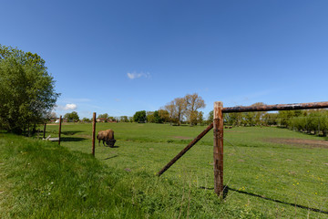 Wisent Büffel
