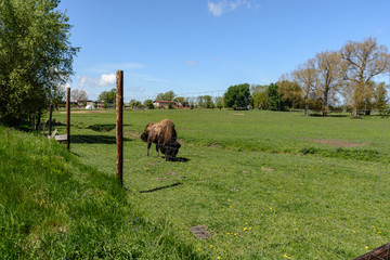 Wisent Büffel