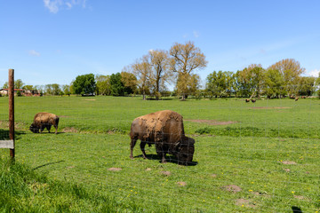 Wisent Büffel