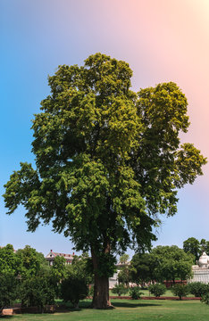 Close up of one large tree isolated in blue sky background on a sunny morning at a garden in India in the historical Red fort of Delhi. A Healthy single green tree in nature with warm sunlight on it.