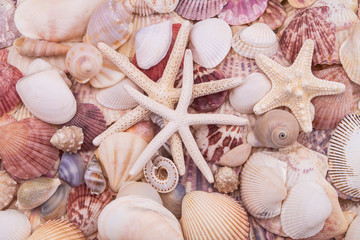Starfishes on colorful seashells background.