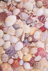 Many different seashells as pattern or background