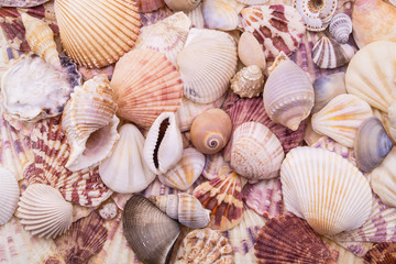 Seashells as background, sea shells collection