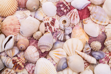 Seashells background, lots of different seashells piled together 