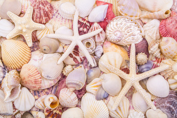 Many different colorful seashells and starfishes