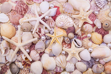Many amazing seashells and starfishes mixed with pearls
