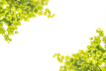 Obraz premium 新緑の葉