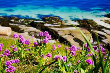 Sea blush wildflowers with ocean in the background