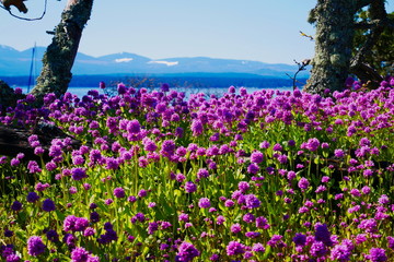 Sea blush wildflowers with trees framing mountain view
