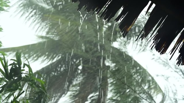 Rain falling off the roof of a village house in a tropical super cyclone. Heavy winds and torrential rainfall shaking palm trees on a rainy monsoon season. Typhoon or tornado like wind blowing