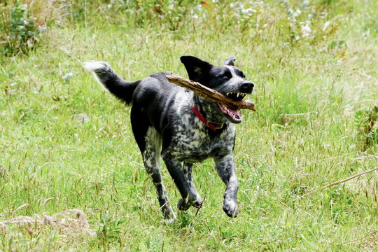 Dog Catching A Stick In A Field