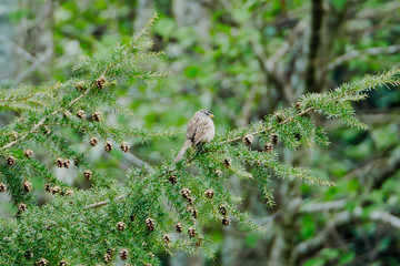 White crowned sparrow sat on a fir tree branch