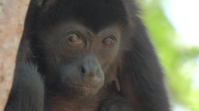 Mantled howler monkey (Alouatta palliata). Mother and baby of Howler monkeys relax on the tree in a forest in Costa Rica