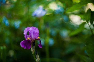 Bearded Iris Dottet Swiss.Beautiful plants from botanical garden for catalog. Natural lighting effects. Shallow depth of field. Selective focus, handmade art image of nature. Flower landscape