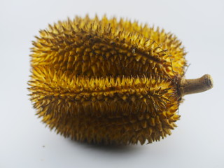 Durio kutejensis, commonly known as durian pulu, durian merah, nyekak, Pakan, Kuluk, or lai in white background