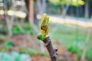 Close up of a bud on a fig tree