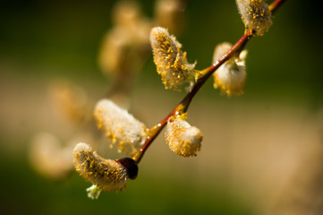 Willow.Beautiful plants from catalog of botanical garden. Natural lighting effects. Shallow depth of field. Selective focus, handmade art of nature. Flower landscape